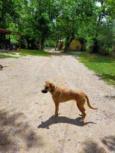 mejores-residencias-caninas-perros-zona-ciudad-sentmenat