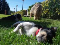 mejores-residencias-caninas-perros-zona-ciudad-sopelana