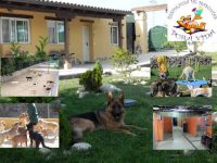 mejores-residencias-caninas-perros-zona-ciudad-soto-del-real