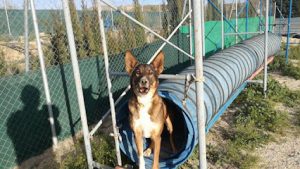 mejores-residencias-caninas-perros-zona-ciudad-tabernas