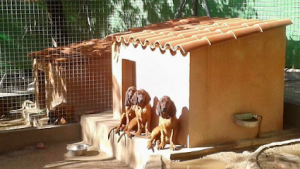 mejores-residencias-caninas-perros-zona-ciudad-torrelodones