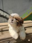 mejores-residencias-caninas-perros-zona-ciudad-torrent