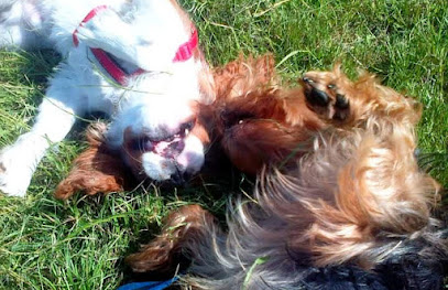 mejores-residencias-caninas-perros-zona-ciudad-torrevieja