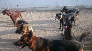 mejores-residencias-caninas-perros-zona-ciudad-tortosa