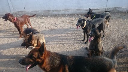 mejores-residencias-caninas-perros-zona-ciudad-tortosa