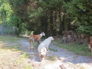 mejores-residencias-caninas-perros-zona-ciudad-urduliz