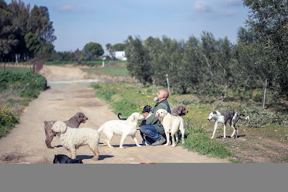 mejores-residencias-caninas-perros-zona-ciudad-utrera