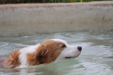 mejores-residencias-caninas-perros-zona-ciudad-valdenuno-fernandez