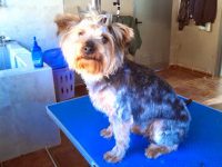 mejores-residencias-caninas-perros-zona-ciudad-vall-de-uxo