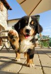 mejores-residencias-caninas-perros-zona-ciudad-veïnat-de-bruguera