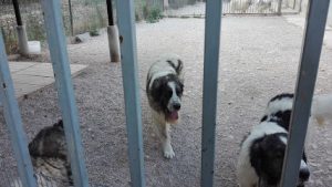 mejores-residencias-caninas-perros-zona-ciudad-vidaurreta