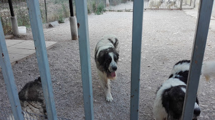 mejores-residencias-caninas-perros-zona-ciudad-vidaurreta