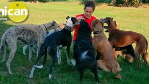 mejores-residencias-caninas-perros-zona-ciudad-vigil
