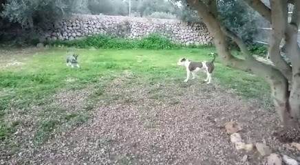 mejores-residencias-caninas-perros-zona-ciudad-villacarlos