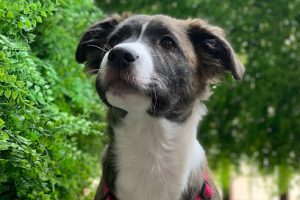 mejores-residencias-caninas-perros-zona-ciudad-villanueva-y-geltru