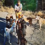 mejores-residencias-caninas-perros-zona-ciudad-villar-de-plasencia