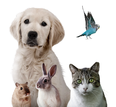 mejores-residencias-caninas-perros-zona-ciudad-villaspesa