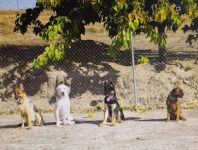 mejores-residencias-caninas-perros-zona-ciudad-villaviciosa-de-odon