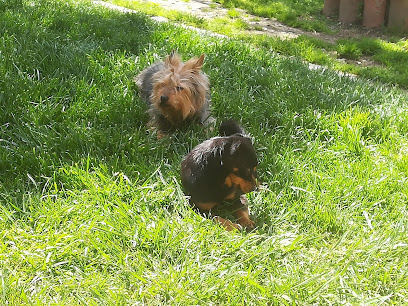 mejores-residencias-caninas-perros-zona-ciudad-zarza-de-granadilla