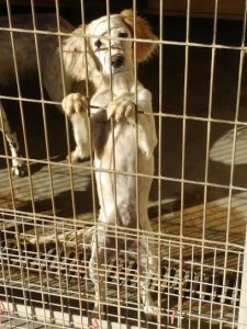 mejores-residencias-caninas-perros-zona-ciudad-zizur-mayor