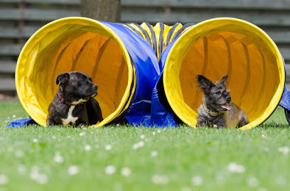 mejores-residencias-caninas-perros-zona-ciudad-zurbano