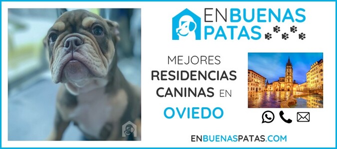 oviedo-mejores-residencias-caninas-perros-zona