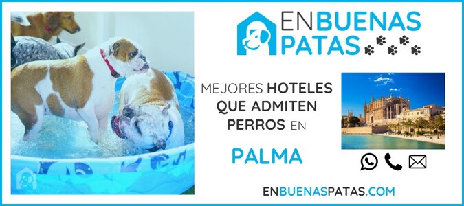 palma-mejores-hoteles-admiten-perros-zona