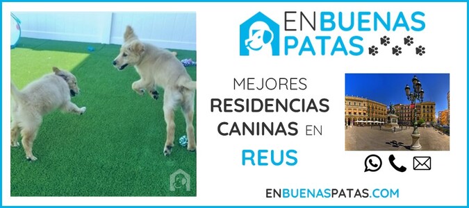 reus-mejores-residencias-caninas-perros-zona