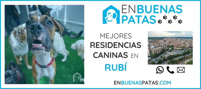 rubi-mejores-residencias-caninas-perros-zona