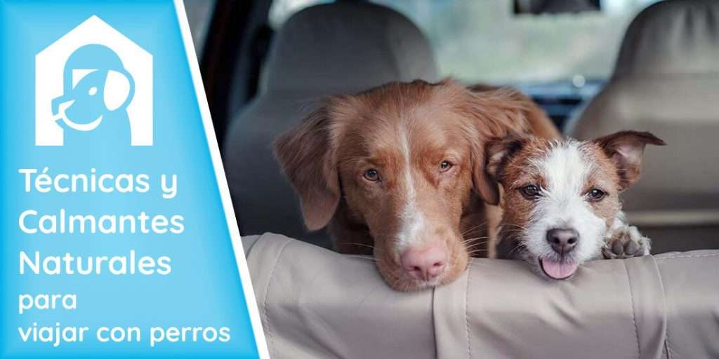 tecnicas-calmantes-naturales-viajar-perros
