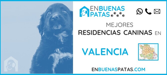 valencia-mejores-residencias-caninas-perros